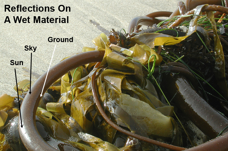 Seaweed Reflections